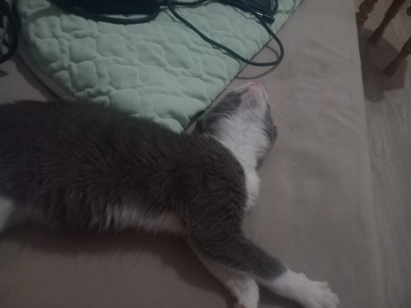 Cat for adoption