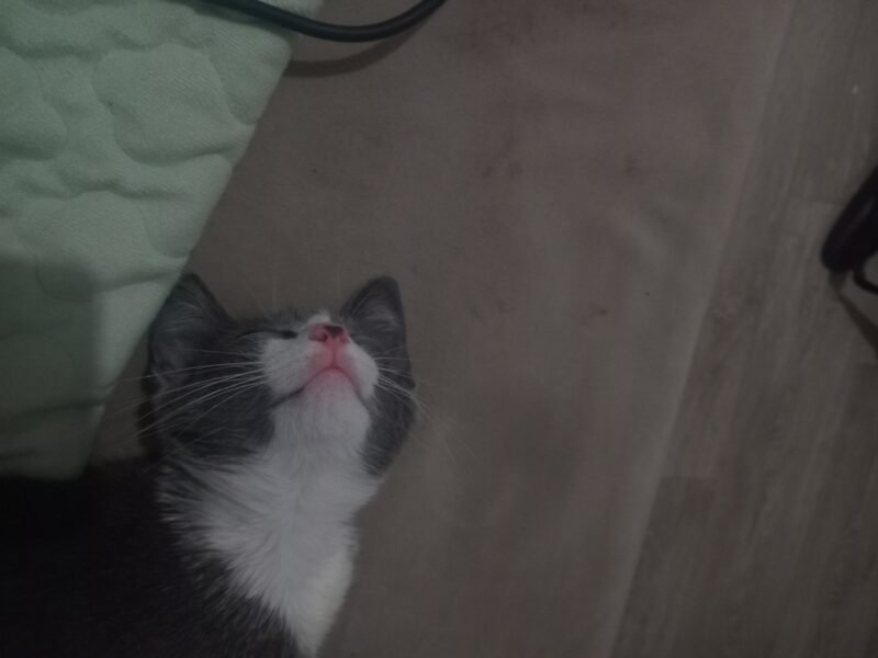Cat for adoption