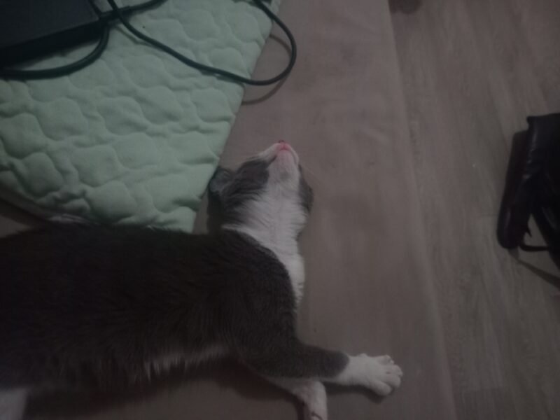 Cat for adoption