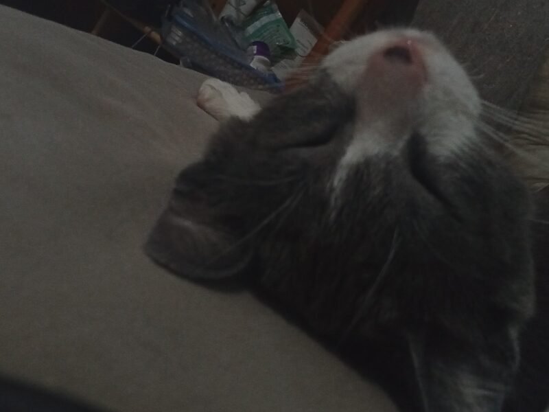 Cat for adoption