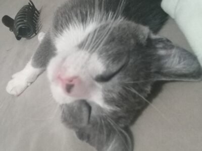 Cat for adoption