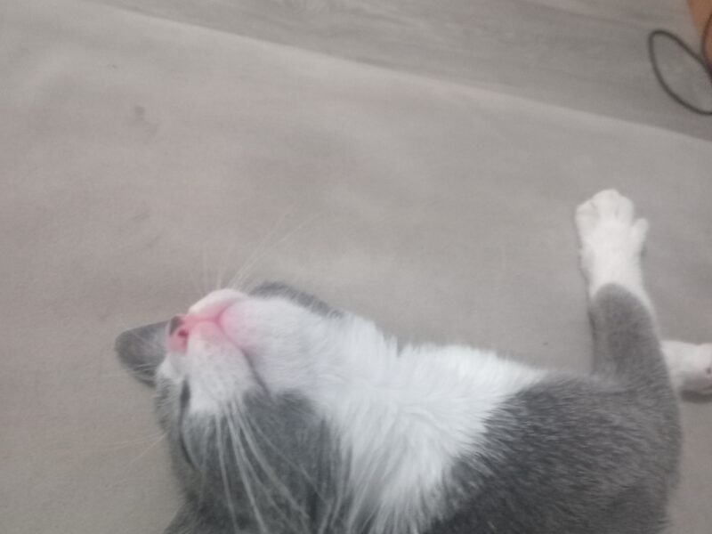 Cat for adoption